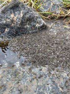 Baetis Madness on the Madison River