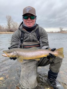 Montana Brown Trout 