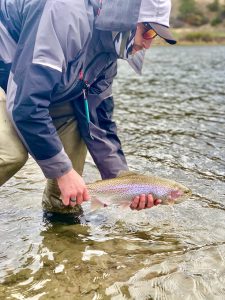 Missouri River Rainbow Trout