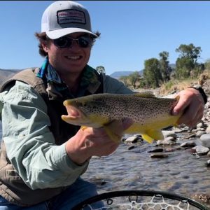 Yellowstone River Brown Trout