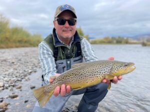 Madison River brown trout in Montana fly fishing