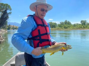 Yellowstone River brown trout Montana